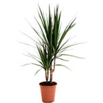 Dracaena Marginata Plant