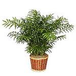 Parlor Palm Plant