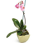  Pink Phalaenopsis 