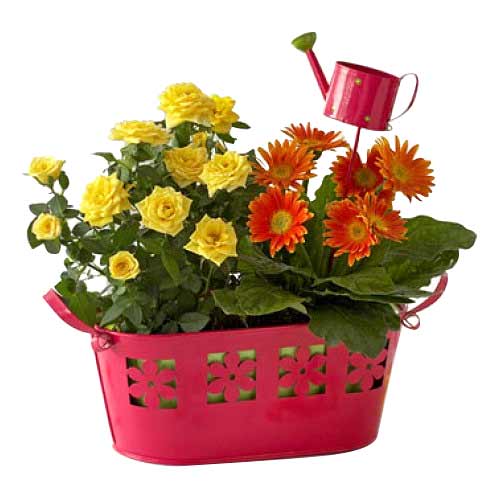 Basket Of Fresh Blooms.<br>- Half Dozen Orange Ger......  to marawi_philippine.asp