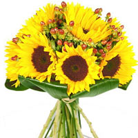 6pcs Sunflower in a Bouquet......  to Bais