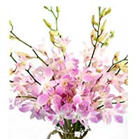 Two Dozen Pink Sprayed Orchids in a Vase......  to San Pablo