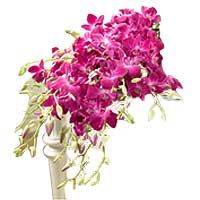 Two Dozen Purple Orchids in a Bouquet......  to escalante