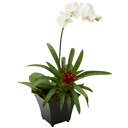 White Dendrobium Orchid Plant......  to flowers_delivery_malaybalay_philippine.asp