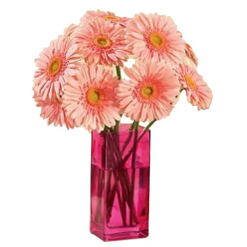 1 Dozen Peach Gerbera  Arrange in a Vase