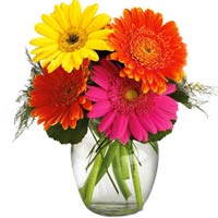 4 Colorful Gerberas