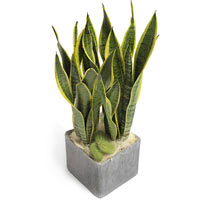 Pot Plant for everyone!<br>Birthday, Nameday, Housewarming Party....beautiful Sa...