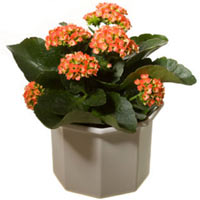 Popular Kalanchoe Plant