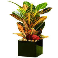 Croton Plant