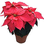 Traditional Poinsettia Christm