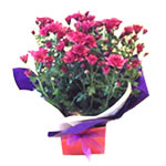 Express your warm thoughts by sending this potted ......  to flowers_delivery_azov_russia.asp