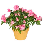 This elegant azalea in a planter is sure to create......  to saratov_florists.asp