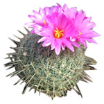 This cactus does not go unnoticed! The delicate fl......  to alapaevsk_florists.asp