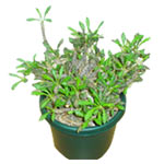 This palm-like plant is both fast-growing and eage......  to bogdanovich_florists.asp