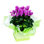 This velvety Ciclamen plant will brighten up any r......  to surgut_florists.asp