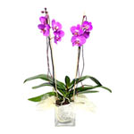 Pink Orchid is a beautiful gift that will look gor......  to belovo_florists.asp