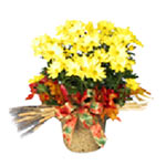 These planted chrysanthemums are known to blossom ......  to votkinsk_florists.asp