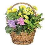 This arrangement will not only look wonderful in a......  to flowers_delivery_vorkuta_russia.asp