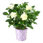 Gardenias are known as a secretive flower, underst......  to flowers_delivery_novotroitsk_russia.asp