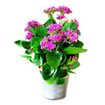The kalanchoe is one of the most popular succulent......  to flowers_delivery_polevskoy (sverdlovsk region)_russia.asp