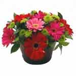 Blooming Colorful Gerberas in Oval-Shaped Metal Bucket