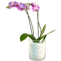 A budding orchid in a glass vase filled with littl......  to Pretoria
