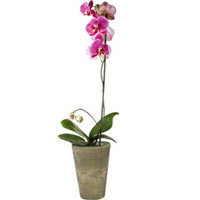 A Phalaenopsis Orchid Plant in a pottery bowl.......  to port elizabeth_florists.asp
