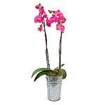 Simple and stunning - a Phaleonopsis orchid delive......  to cape town_southafrica.asp