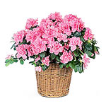 A gorgeous pink azalea plant in a white basket. Ne......  to pietersburg_florists.asp