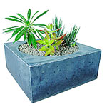 The perfect gift for the home or office - 3 cactus......  to Pretoria