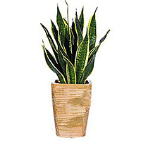 Long-Lasting Sansevieria Plant