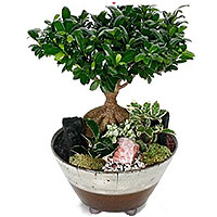 Spectacular Seasonal Bonsai Panda Tree