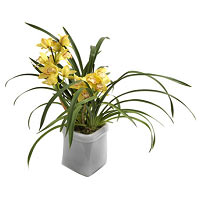 Yellow Cymbidium