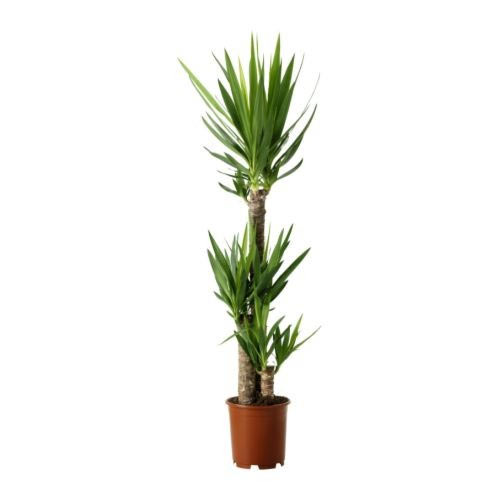 Brilliant Yucca Elephantipes Plant for Special Celebration