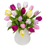 Amazing Bundle of 20 Amsterdam Tulips in Pastel Shades