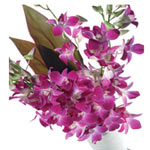 Decorate your workplace or your favorite space wit......  to dumfries_florists.asp