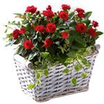 Send this Brilliant Red Rose Plants Basket that ad......  to Mold_uk.asp