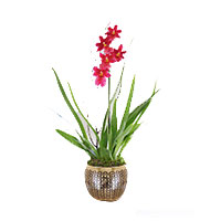 Greet your dear ones with this Bright Red Long-las......  to cardiff_florists.asp