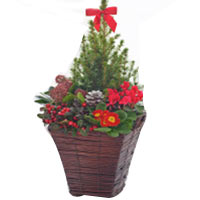 Order this Aromatic Large Outdoor Festive Planter ......  to Bridgend_uk.asp