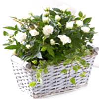 Send your love in the form of this Sweetest Wild W......  to flowers_delivery_oban_uk.asp