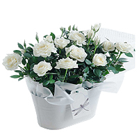 Order online for your loved ones this Divine Flora......  to Brecon